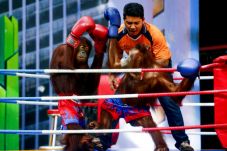 Tinju Orangutan di Thailand...