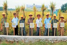 Setiap Hektare Sawah...