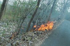 Ribuan Jati di Hutan...