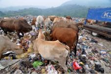 Sapi Makan Sampah Boleh...