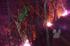 Hutan Rakyat di Purworejo...