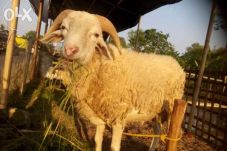 Gara-gara Hewan Qurban,...