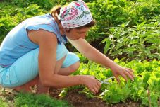 Berkebun Kurangi Risiko...