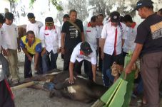 Kader Perindo Sembelih...
