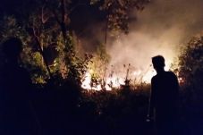 3 Hektare Hutan Rogoselo...