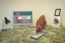 Seekor Ayam Promosi...