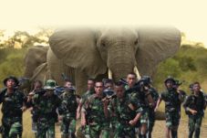 Kawanan Gajah Pukul...