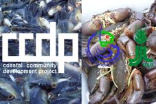 CCDP-IFAD Dorong Produk...