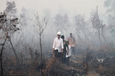 Jokowi Minta Kemenhut...