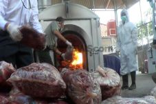 Ratusan Kilogram Daging...