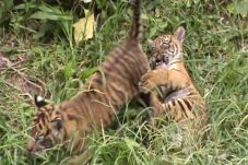Harimau Sumatera Makin...