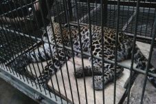 Warga Temukan Macan...