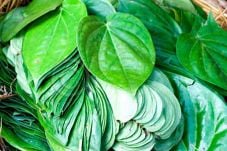 Daun Sirih Atasi Masalah...