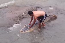 Ikan Berukuran Dua Meter...