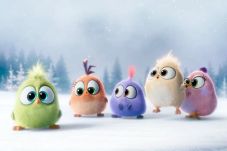 Angry Birds Perkenalkan...