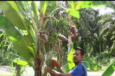Ada Pisang Bertandan...