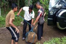 Batu Kabuyutan Dikembalikan...