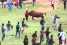 Angry Bulls Runs Amok...