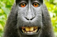 Urusan Hak Cipta Selfie,...