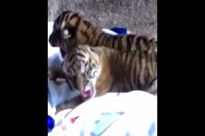 Harimau Sumatera di...