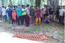 Pengendara Vixion Tewas...