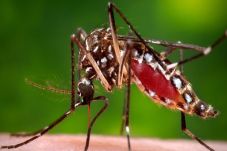 Virus Zika Ancam Olimpiade...
