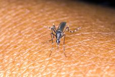 Virus Zika Serang 105...