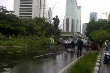 Pohon Tumbang Nyaris...