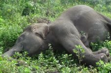 Lagi, Gajah Sumatera...