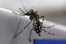 Mengapa Zika Perlu Diwaspadai?