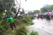 Jatuh Saat Pangkas Pohon,...