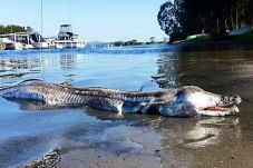 Warga Australia Klaim...