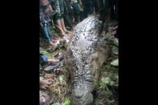 Buaya Penerkam Bonci...