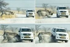Wow...Rhino Smashed...