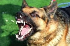 Anjingnya Dimasak Pemilik...