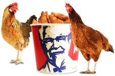 Choking, Chicken Eating...