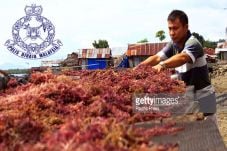 Nunukan Seaweed Fishermen...