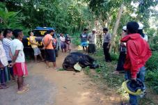 Warga Temukan Sapi Limosin...