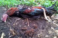 Flu Burung Serang Ponorogo,...