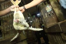 Antisipasi Flu Burung,...