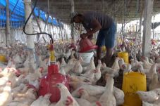 Dihantui Flu Burung,...