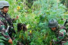 Aparat TNI Temukan Ladang...