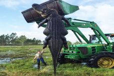 Wow...Giant Alligator...