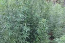 Ladang Ganja Seluas...