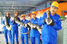Penang Island Python...