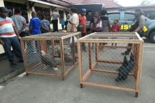 Polres Sorong Gagalkan...