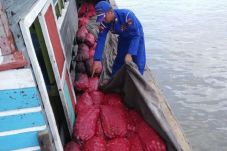 35 Ton Bawang Merah...