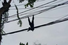 Lepas Kandang, Siamang...