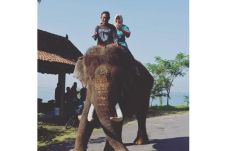 Gajah Pembunuh Dokter...