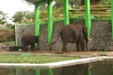 Gajah Jantan Mengamuk...